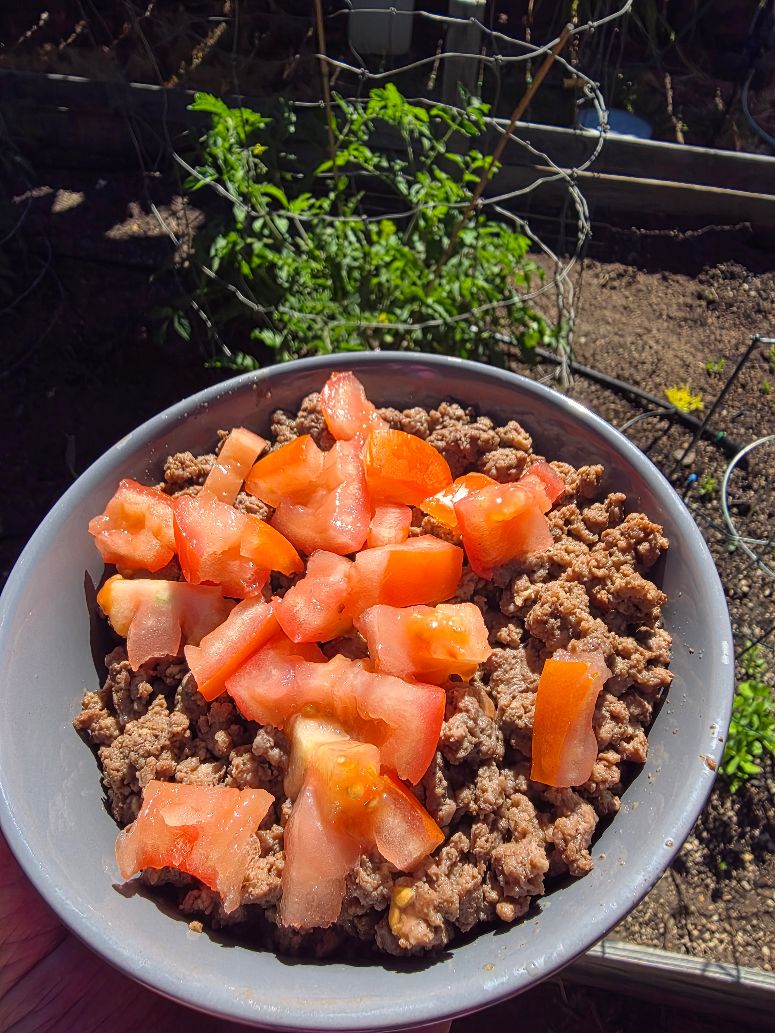 Protein Bowl